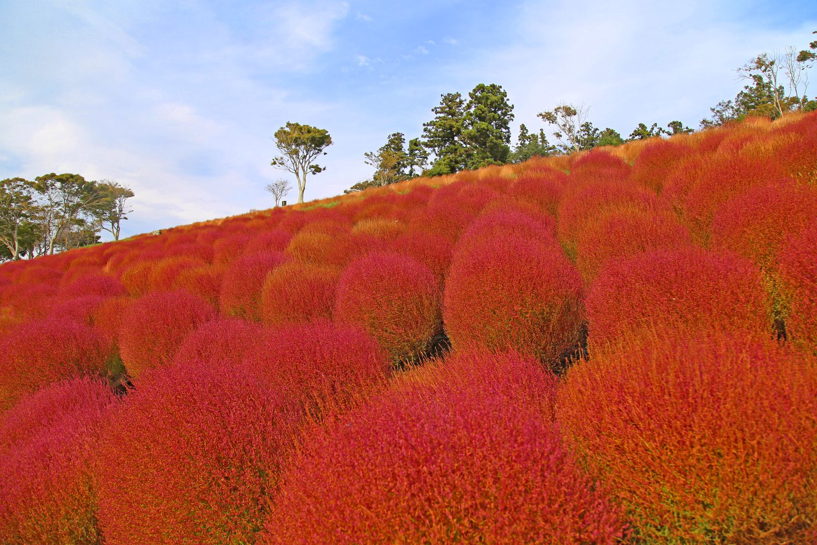 コキアの紅葉