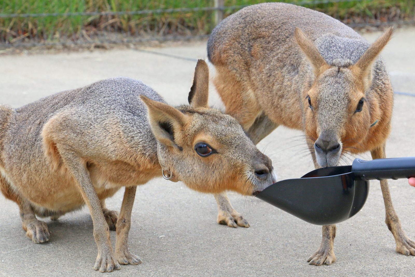 動物へのエサやり体験